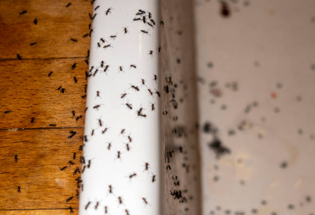 Best Mosquito Control Services  in Superior, NE